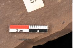Foto (Detailsansicht) von Planera ungeri Ettingshausen (NHMW-GEO-2024-0188-0996)